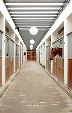 S International Equestrian Center