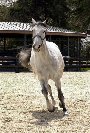 Sevil Sabancı Private Riding Facilities 1