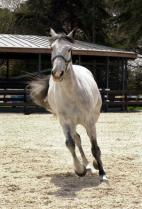 Sevil Sabancı Private Riding Facilities 1